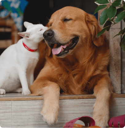 Cute cat kisses happy dog